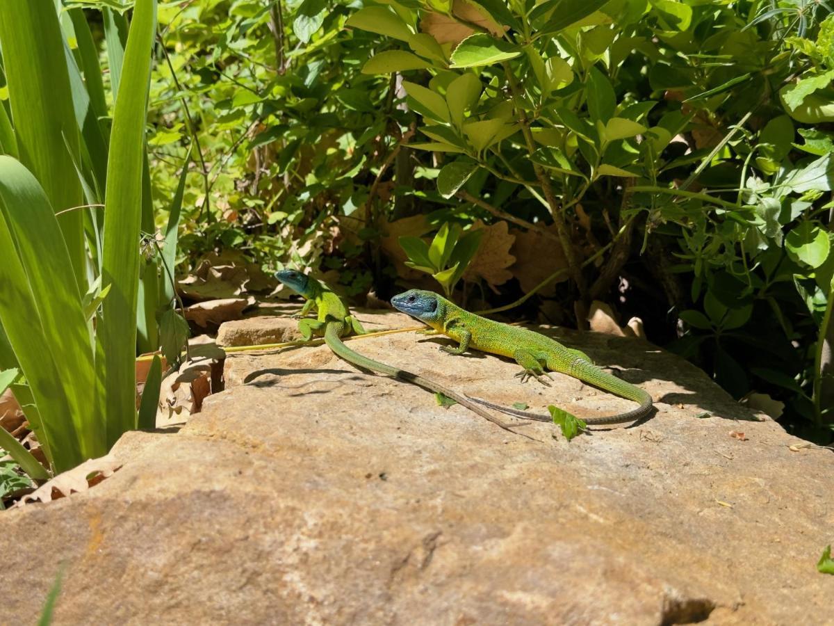 Cefalu Forest Hideout المظهر الخارجي الصورة
